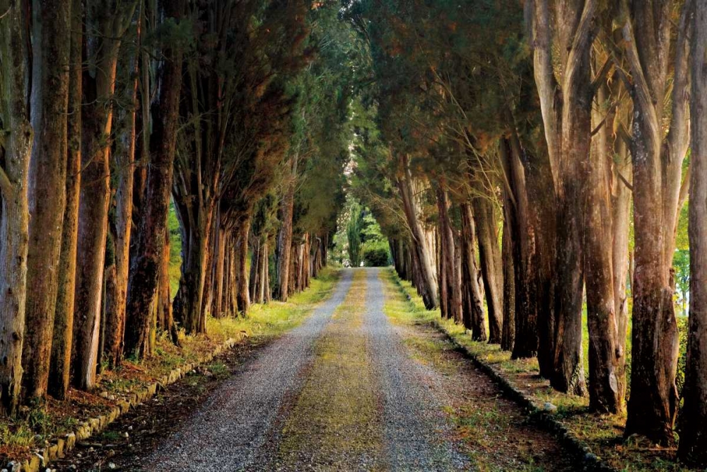 Tree Tunnel art print by Michael Cahill for $57.95 CAD