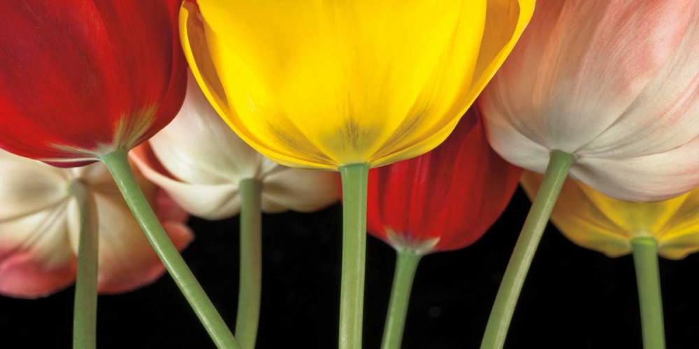 Sunshine Tulips art print by Assaf Frank for $57.95 CAD