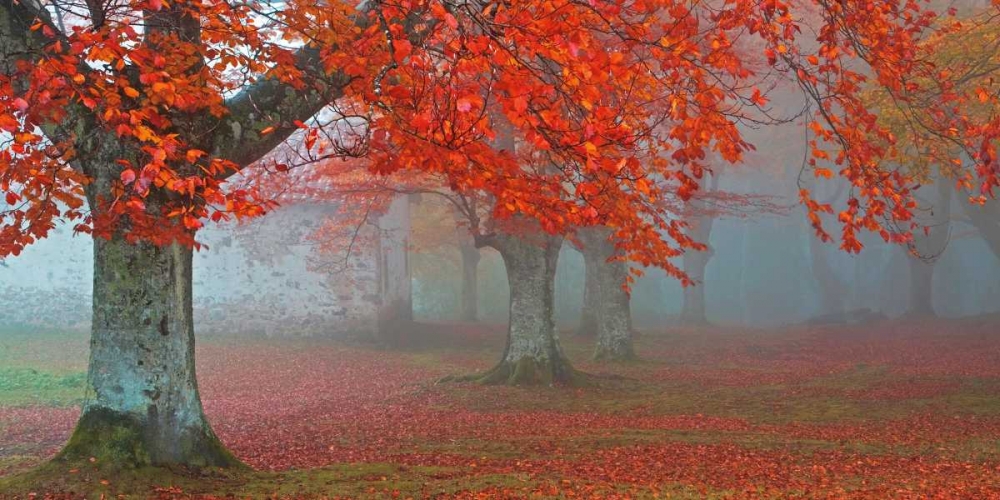 arboles Rojos art print by Juan Antonio Palacios for $57.95 CAD
