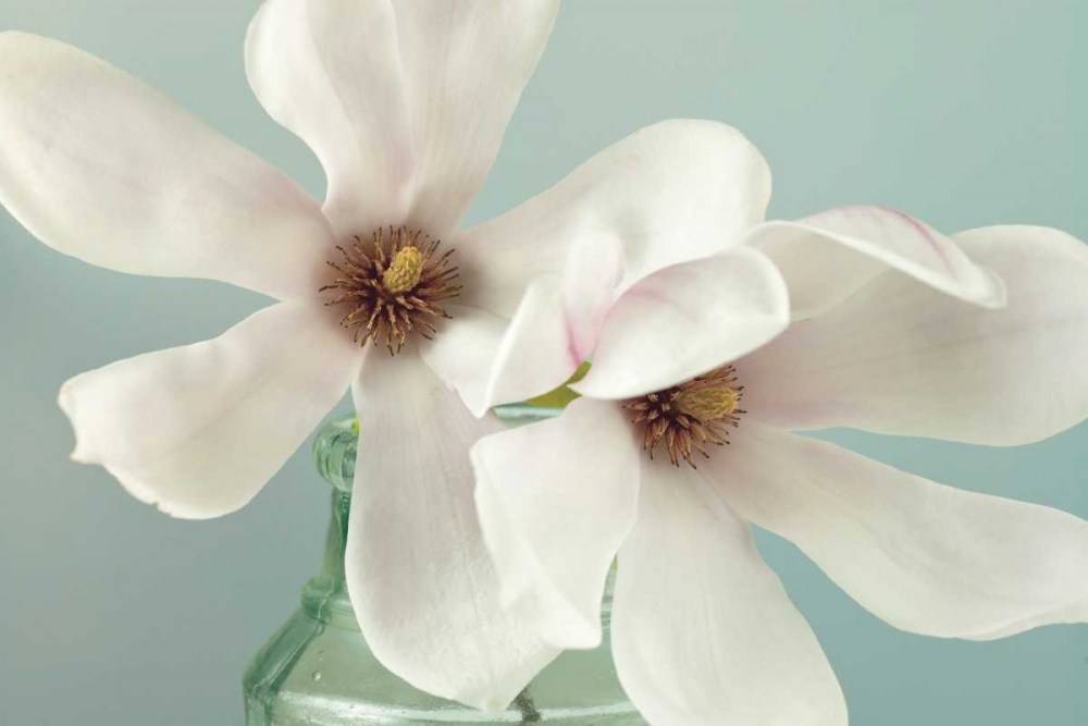Magnolias art print by Assaf Frank for $57.95 CAD