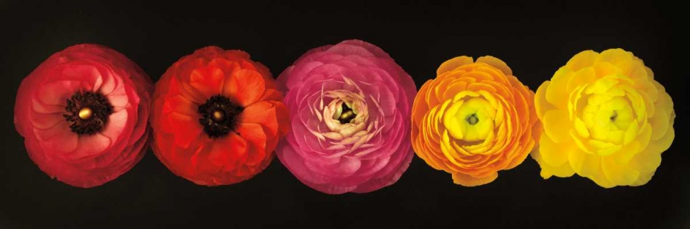 Ranunculus art print by Assaf Frank for $57.95 CAD
