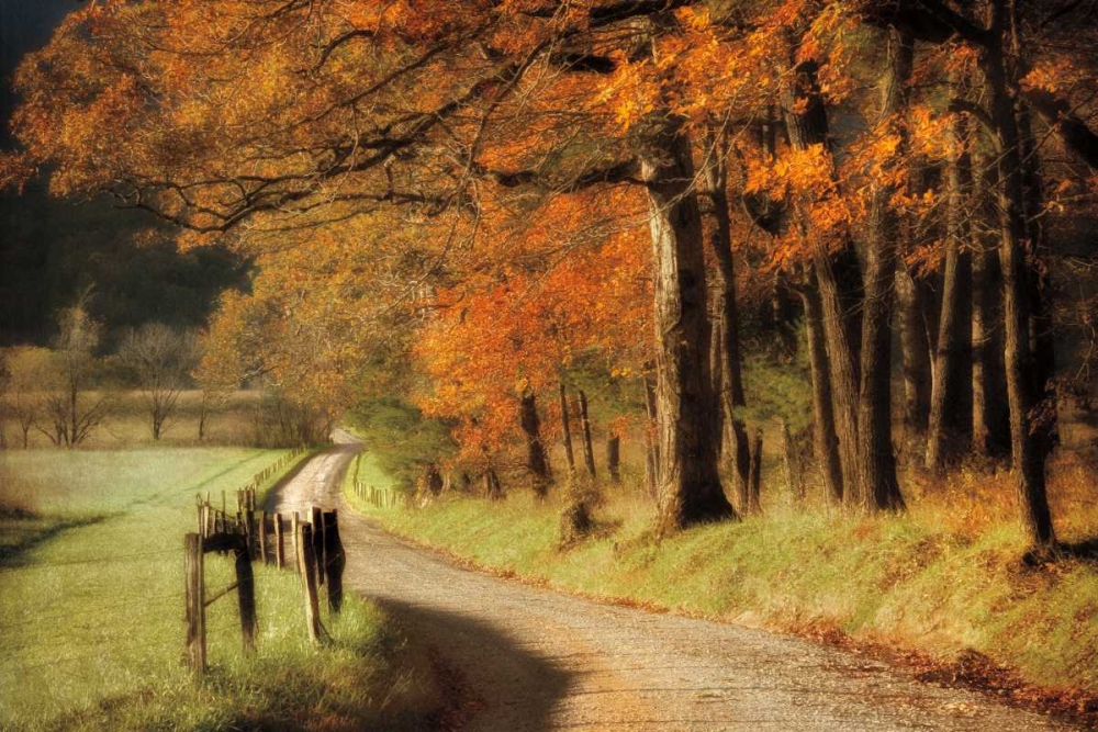 Autumns Morning Light art print by D. Burt for $57.95 CAD