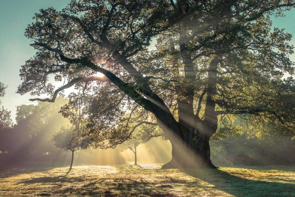 Breaking Through art print by Assaf Frank for $57.95 CAD