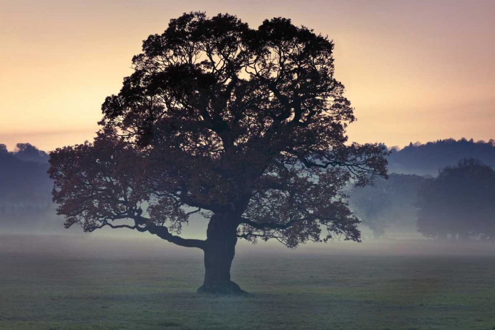 Evening Wisdom art print by Assaf Frank for $57.95 CAD