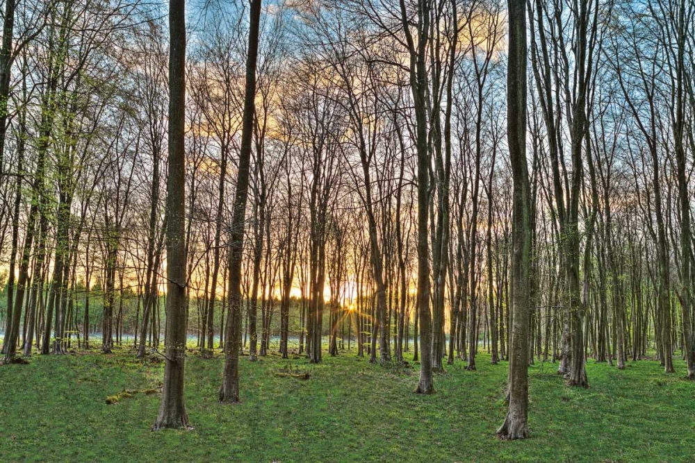 Secret Sunset art print by Assaf Frank for $57.95 CAD