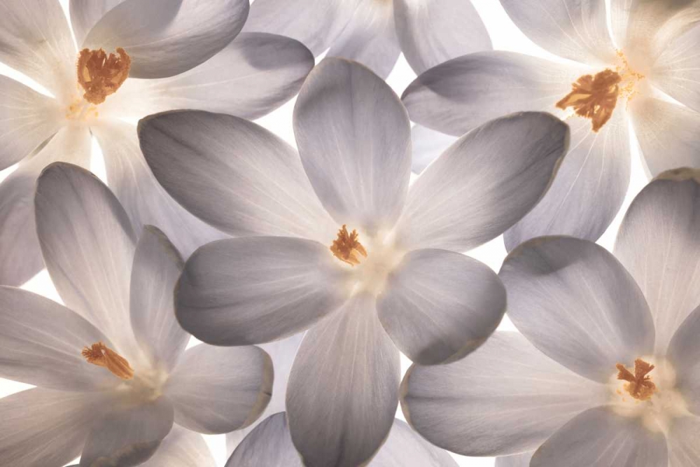 Petal Perfect art print by Assaf Frank for $57.95 CAD