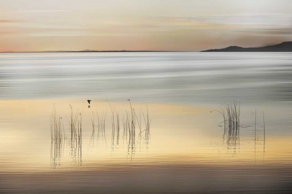 Golden art print by Marvin Pelkey for $57.95 CAD