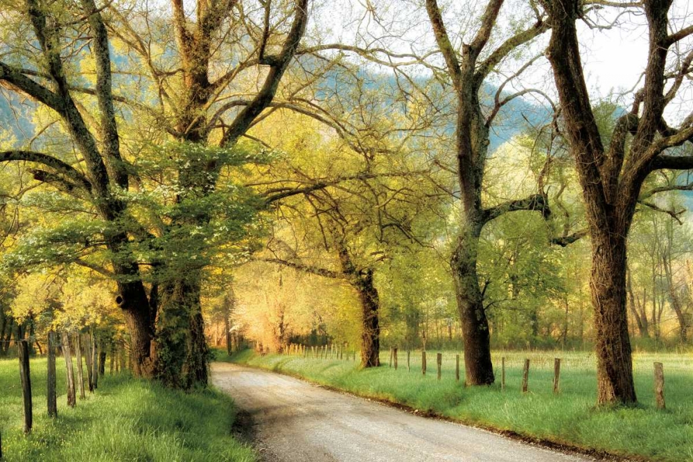Warm Morning Light art print by D. Burt for $57.95 CAD