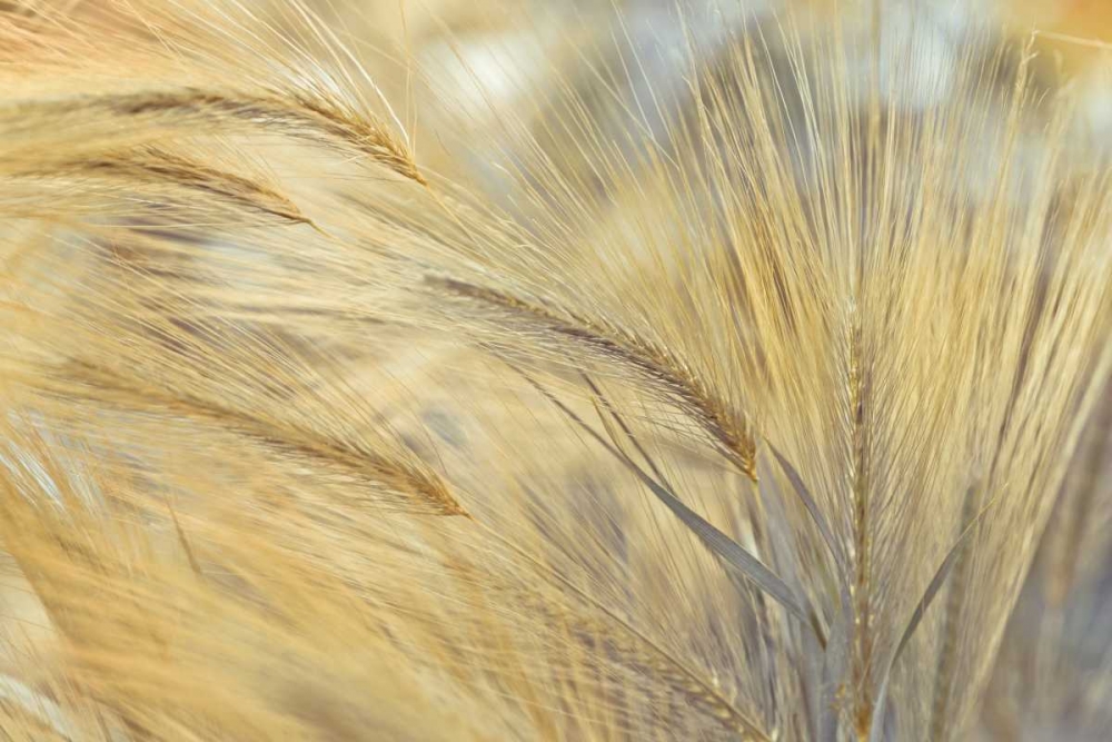 Foxtail art print by Assaf Frank for $57.95 CAD