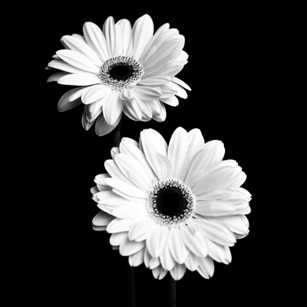 Gerbera Portrait I art print by Jeff Maihara for $57.95 CAD