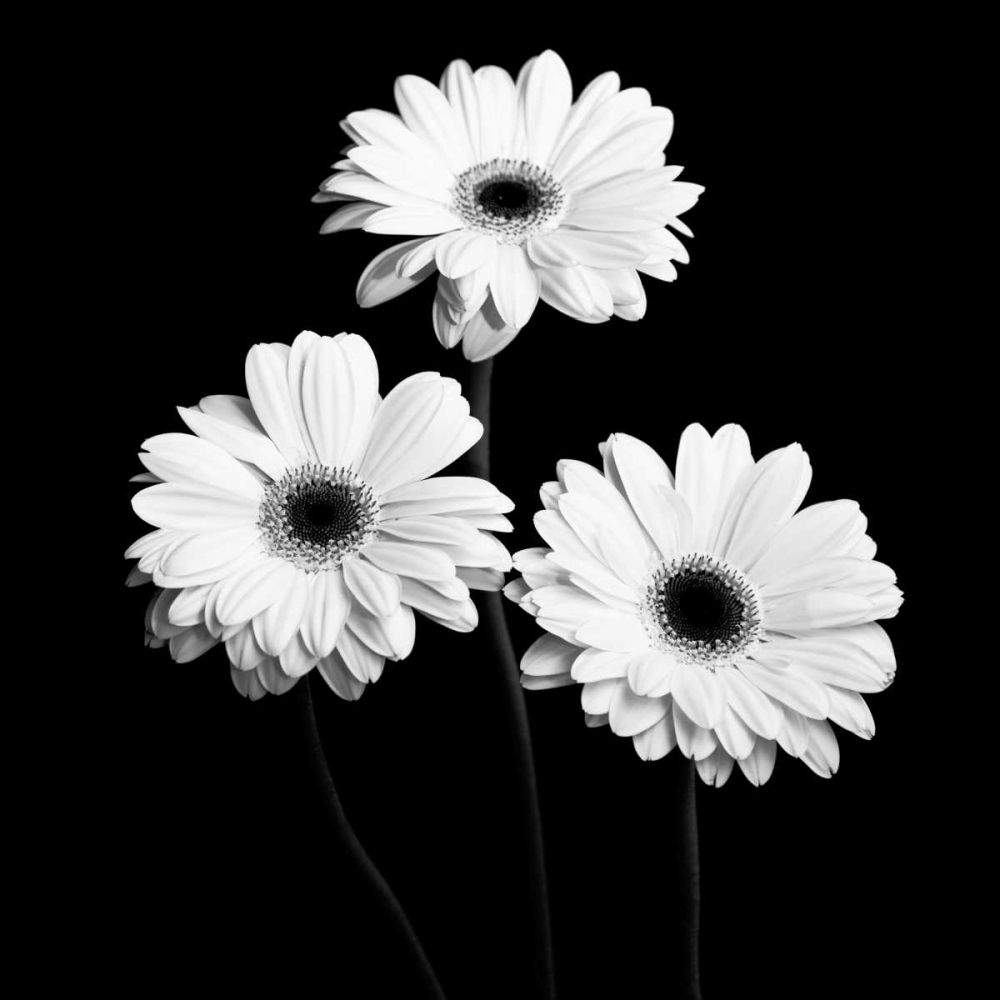 Gerbera Portrait II art print by Jeff Maihara for $57.95 CAD
