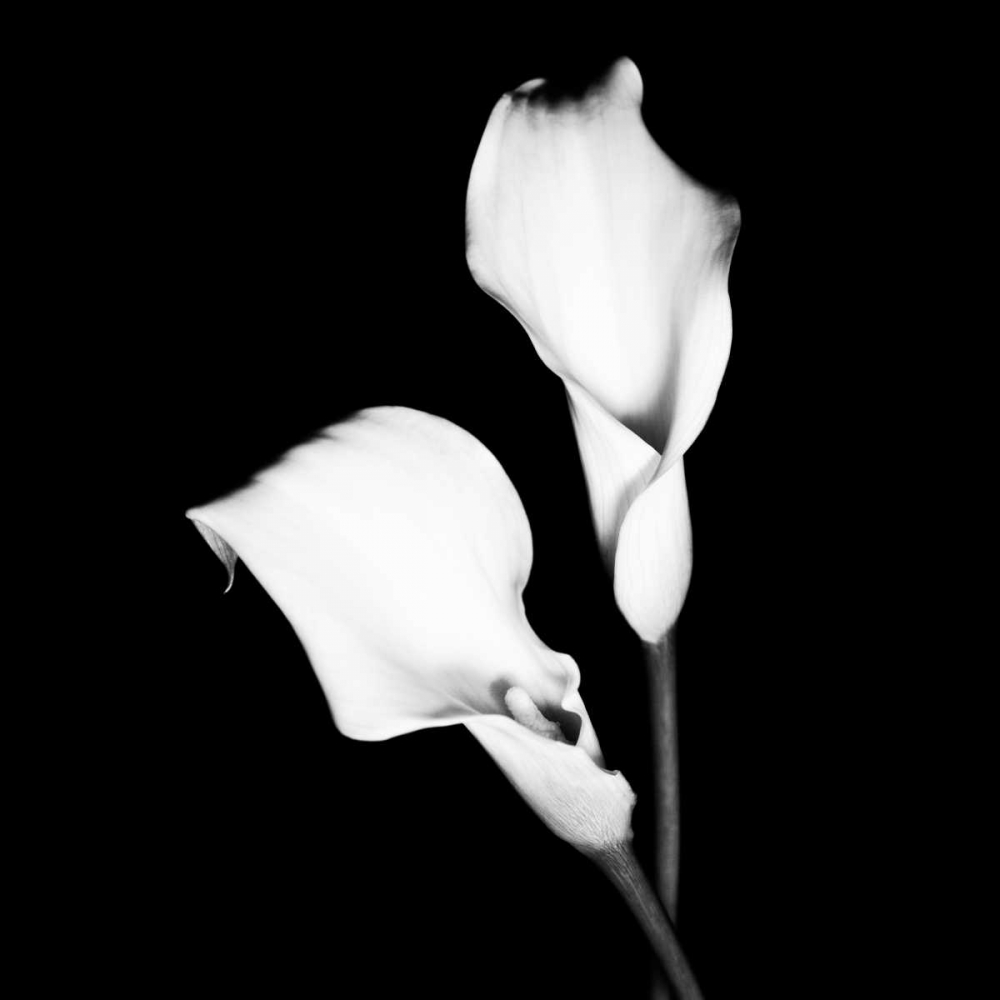 Calla Portrait I art print by Jeff Maihara for $57.95 CAD