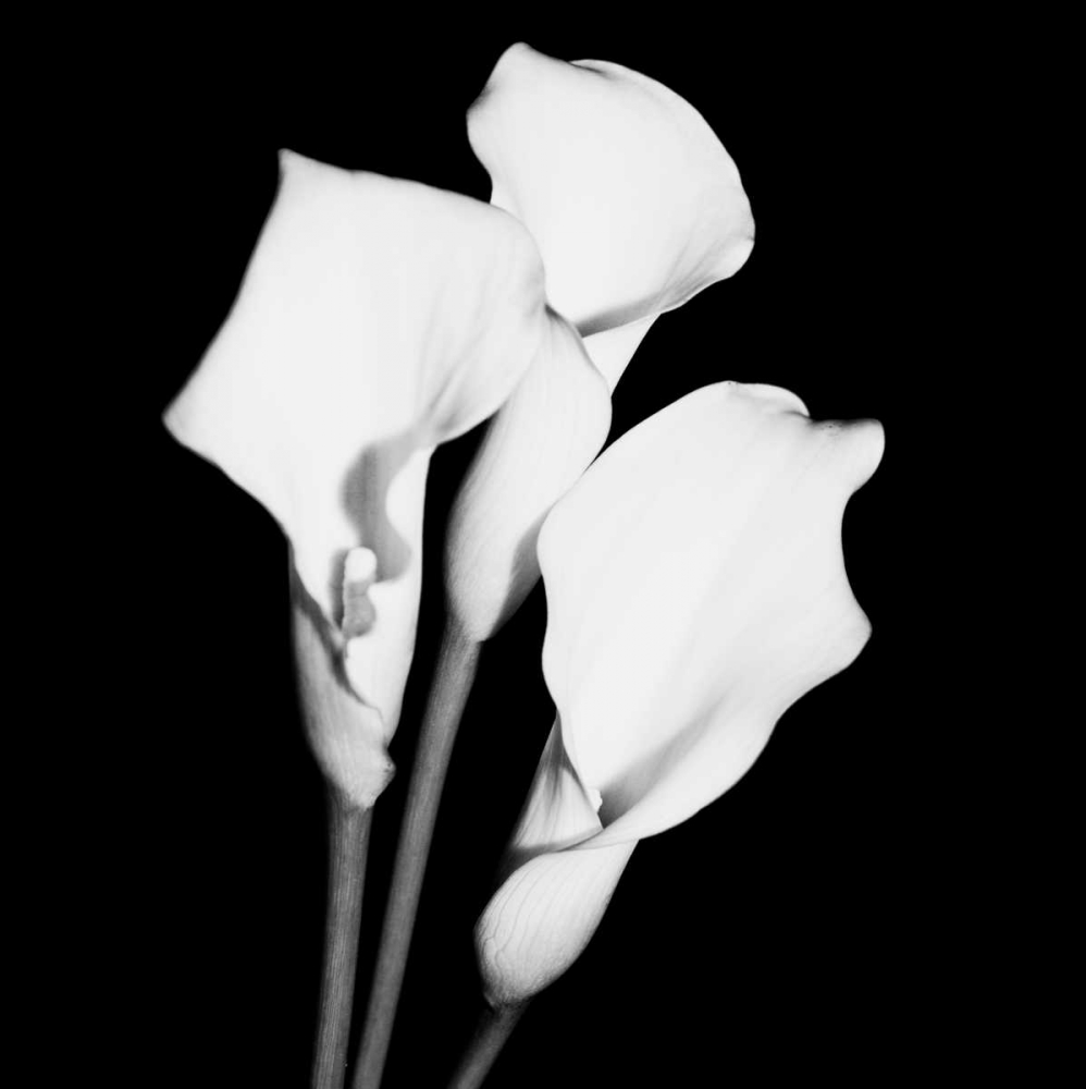 Calla Portrait II art print by Jeff Maihara for $57.95 CAD