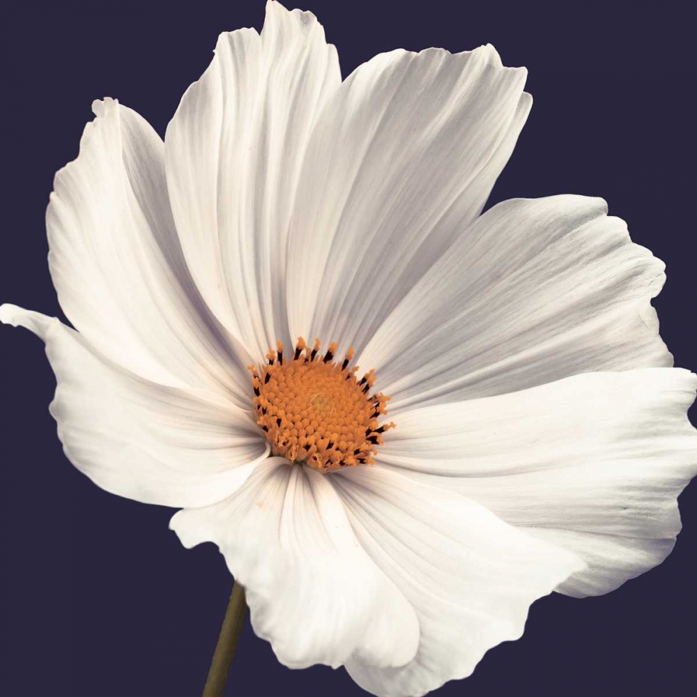 Cosmos I art print by Assaf Frank for $57.95 CAD