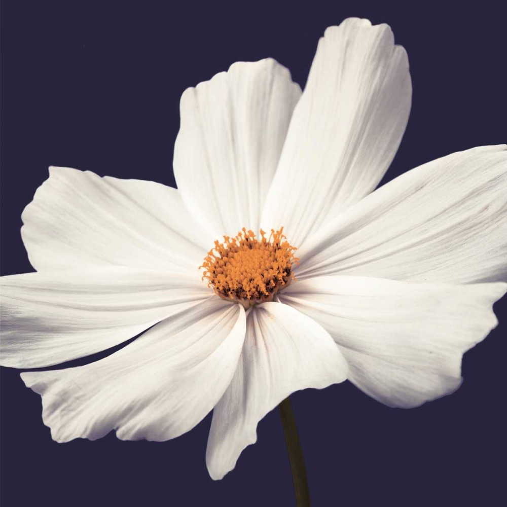Cosmos II art print by Assaf Frank for $57.95 CAD