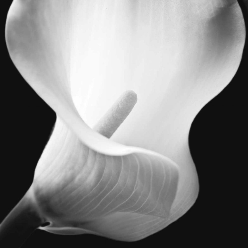 Softness I art print by Assaf Frank for $57.95 CAD