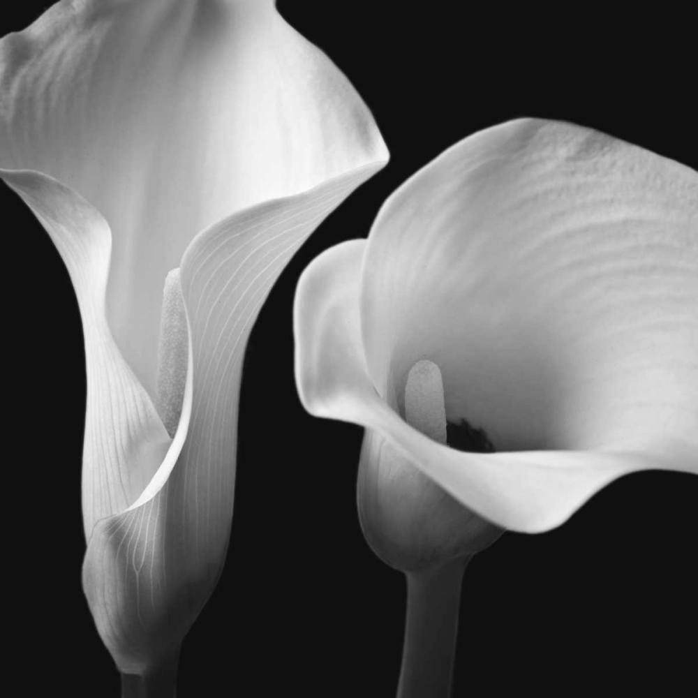 Softness II art print by Assaf Frank for $57.95 CAD