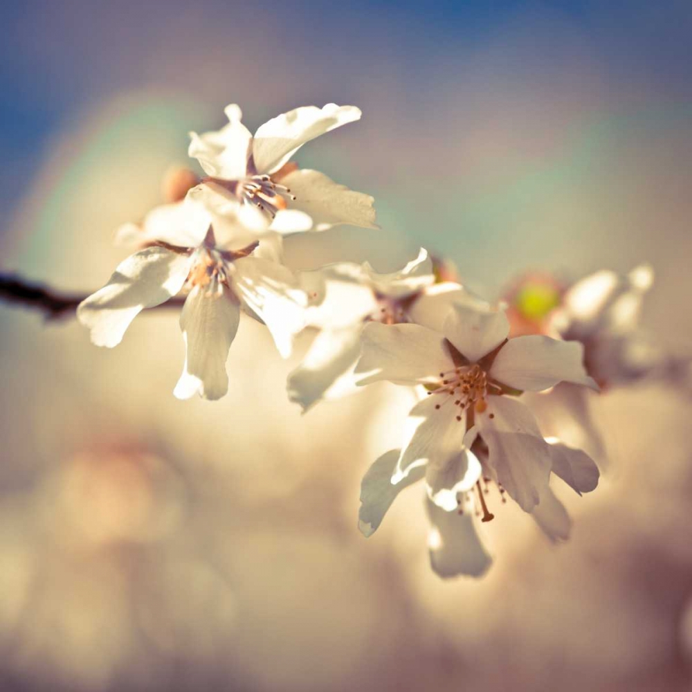 Soft Bloom I art print by Assaf Frank for $57.95 CAD