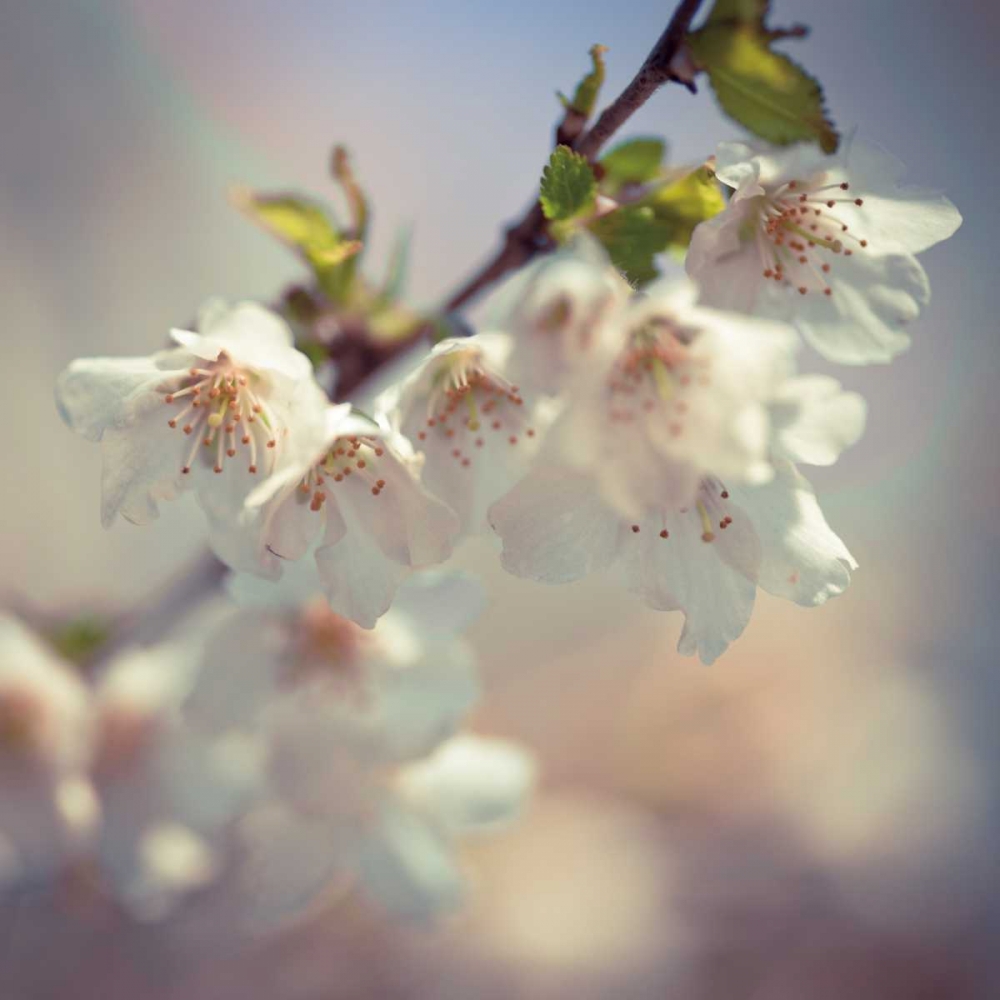 Soft bloom II art print by Assaf Frank for $57.95 CAD