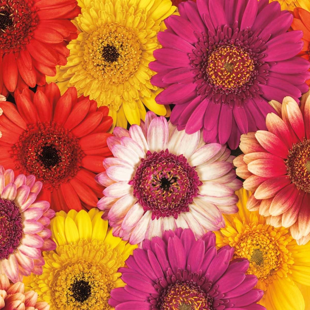 Splash of Color I art print by Assaf Frank for $57.95 CAD