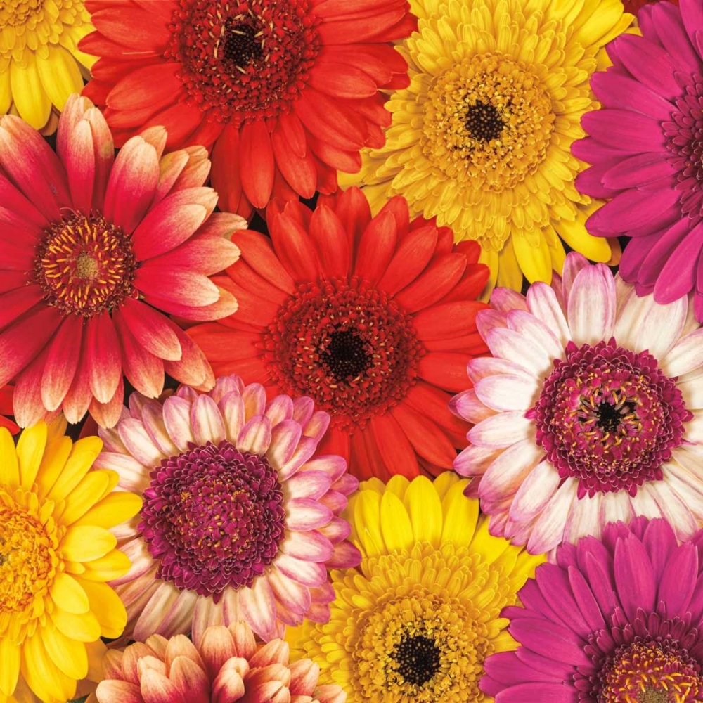 Splash of Color II art print by Assaf Frank for $57.95 CAD