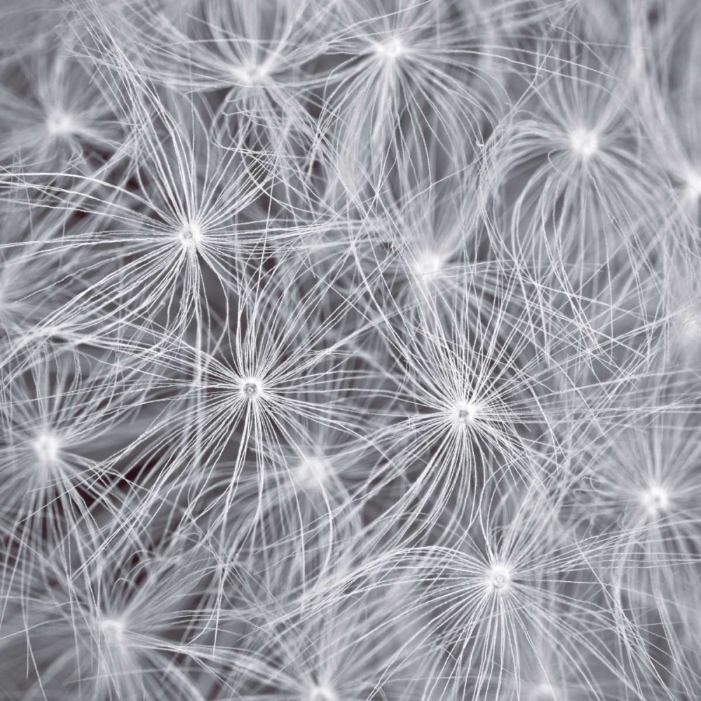 Natural Designs I art print by Assaf Frank for $57.95 CAD