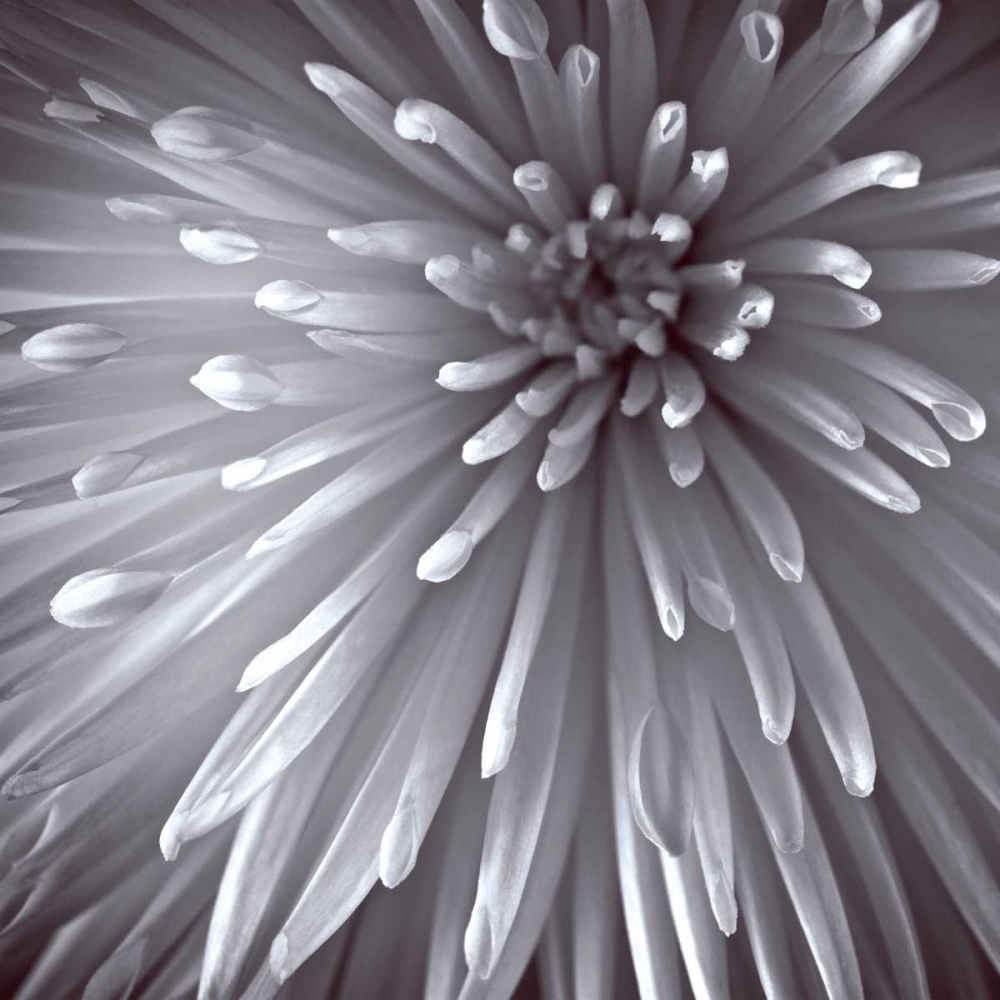 Natural Designs II art print by Assaf Frank for $57.95 CAD