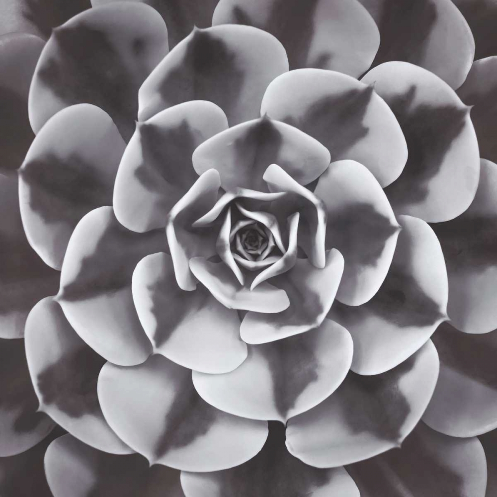 Natural Designs III art print by Assaf Frank for $57.95 CAD