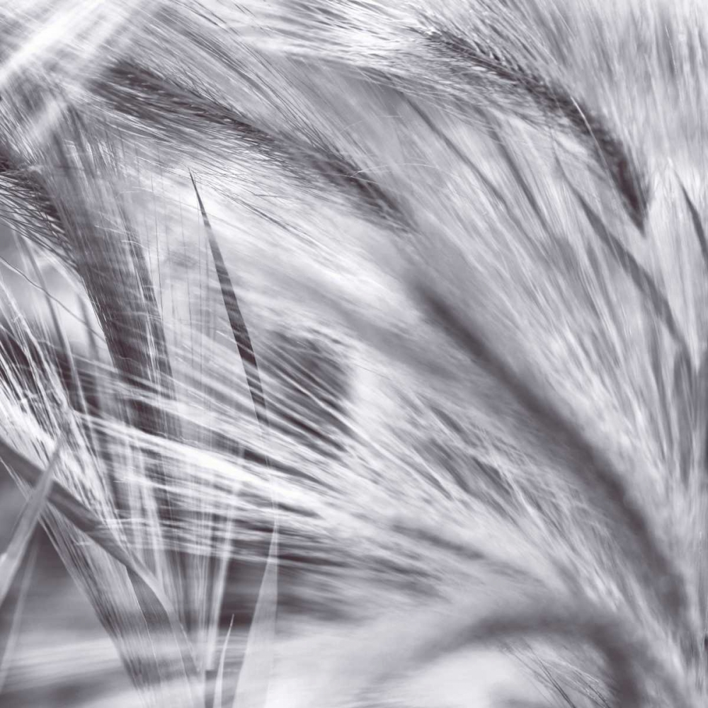 Natural Designs IV art print by Assaf Frank for $57.95 CAD