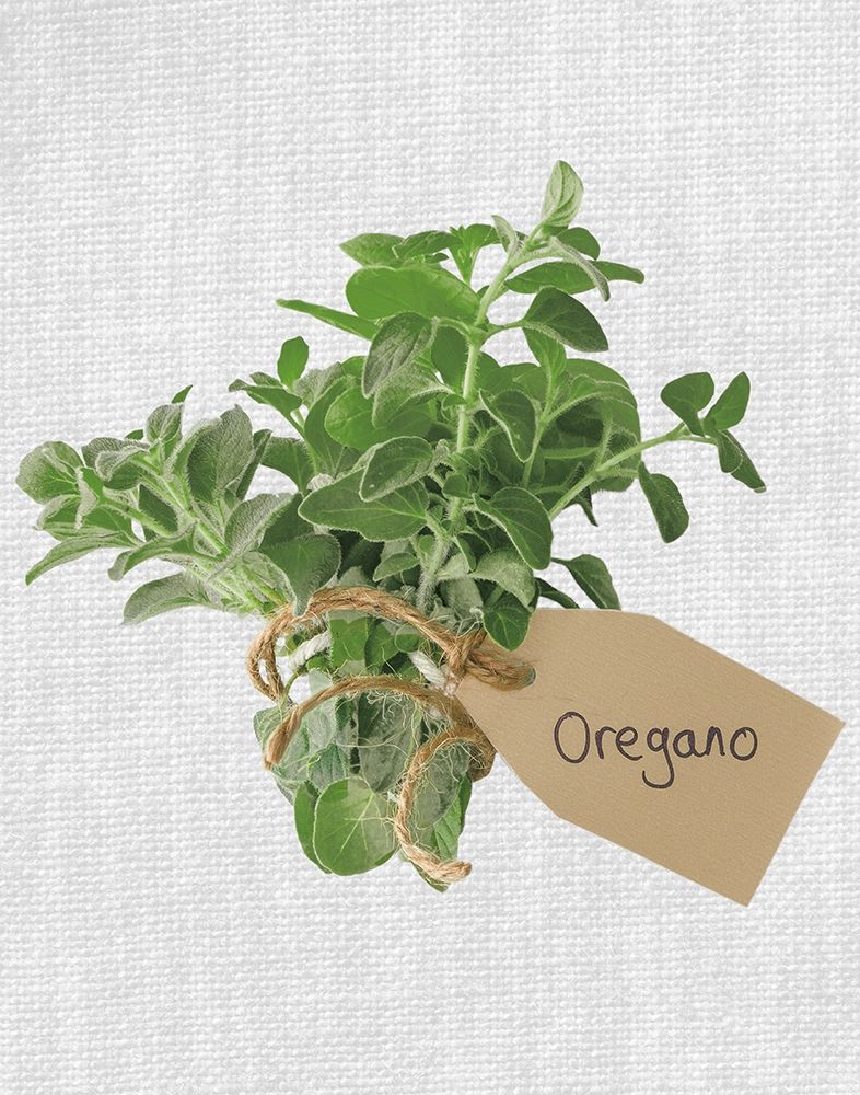 Oregano art print by Assaf Frank for $57.95 CAD