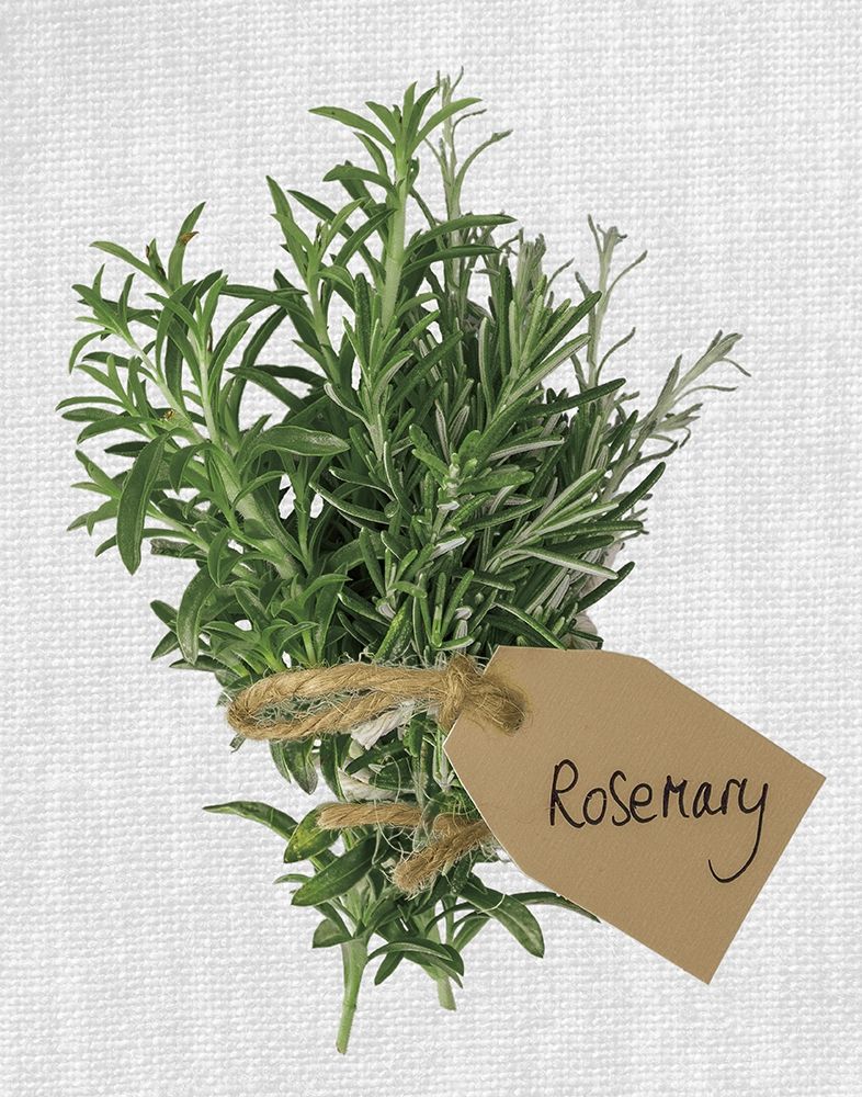 Rosemary art print by Assaf Frank for $57.95 CAD