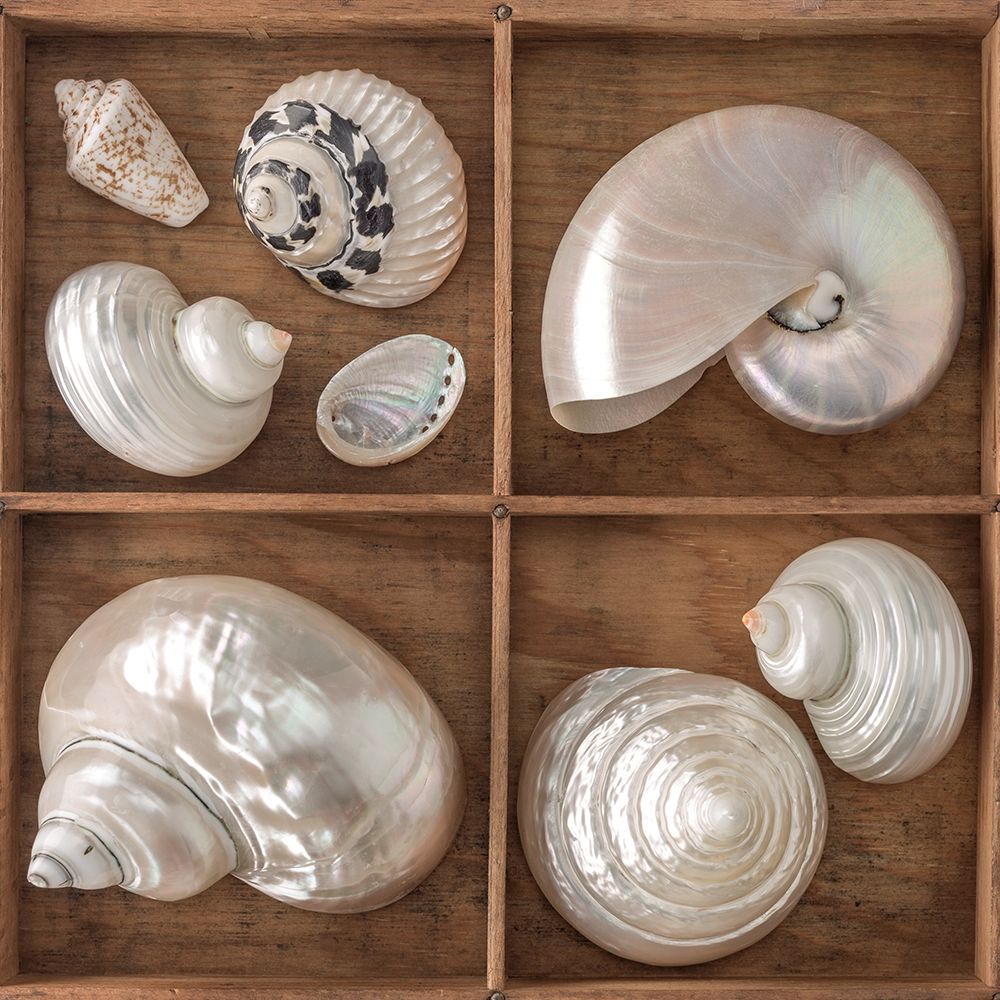 Seashells Treasures I art print by Assaf Frank for $57.95 CAD