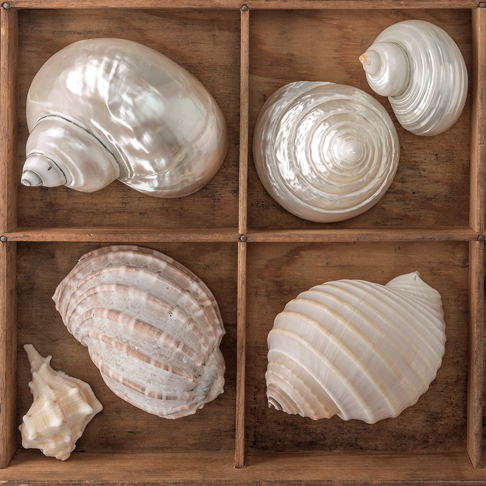Seashells Treasures II art print by Assaf Frank for $57.95 CAD