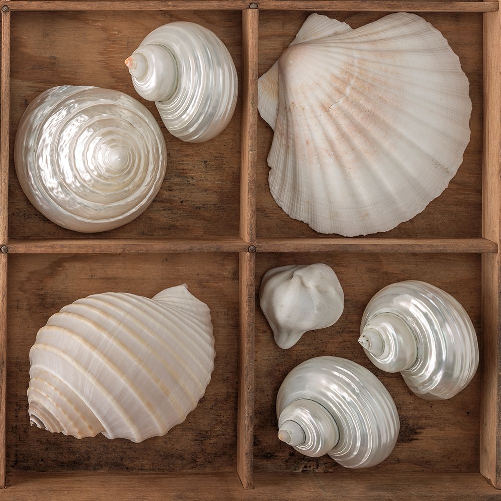 Seashells Treasures III art print by Assaf Frank for $57.95 CAD