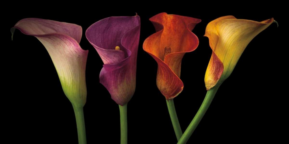 Jewel Calla Lilies art print by Assaf Frank for $57.95 CAD