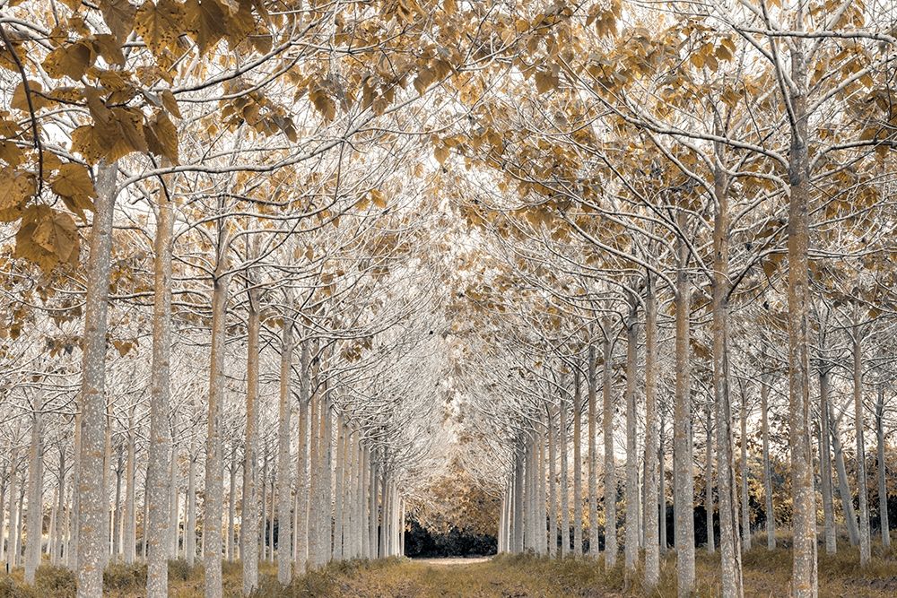 White Gold art print by Assaf Frank for $57.95 CAD