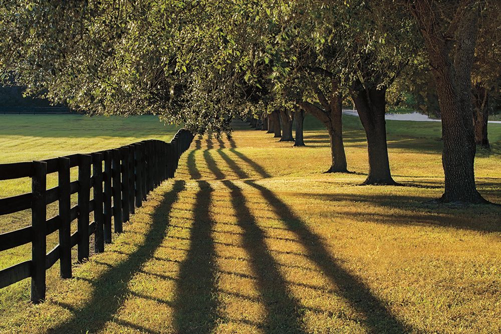 Chasing Shadows art print by Mike Jones for $57.95 CAD