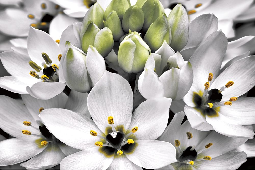 Blooming Stars art print by Dennis Frates for $57.95 CAD