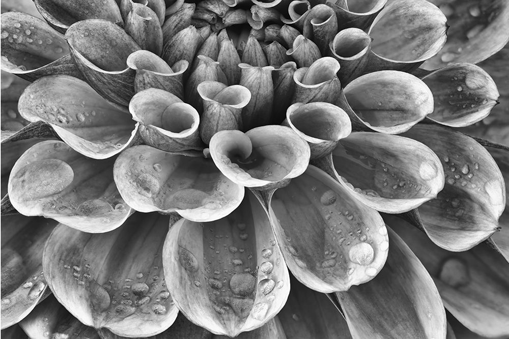 Silver Dahlia art print by Dennis Frates for $57.95 CAD