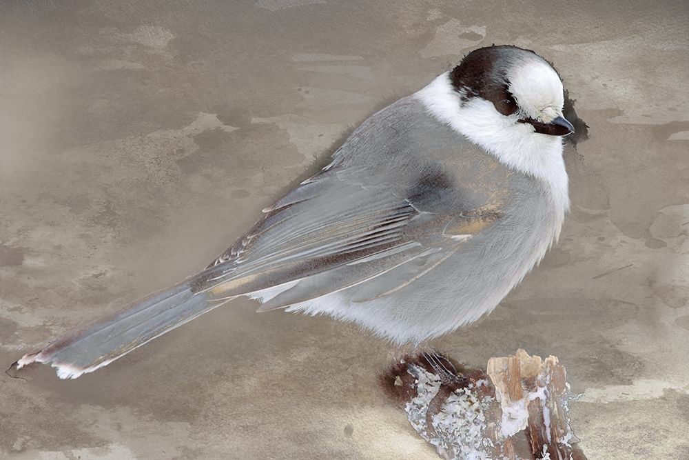 Grey Jay II art print by Stephane Fontaine for $57.95 CAD