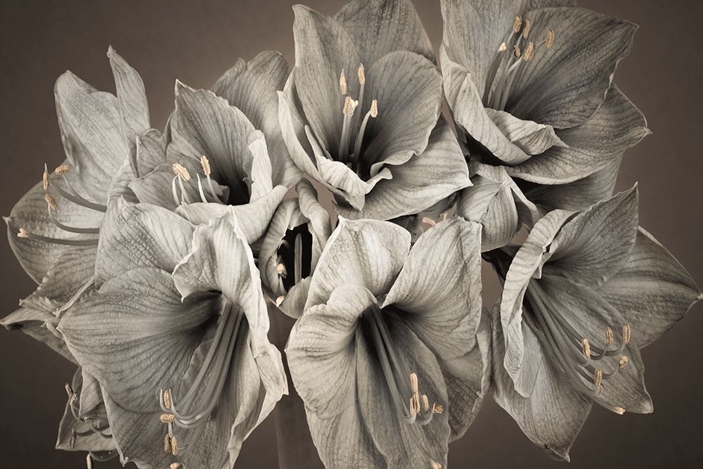 Grand Floral art print by Assaf Frank for $57.95 CAD