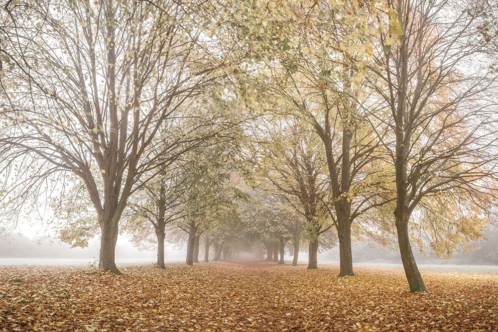 Autumns Peace art print by Assaf Frank for $57.95 CAD