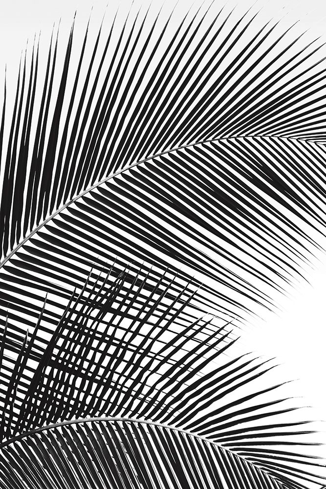 Tropical Fan art print by Dennis Frates for $57.95 CAD