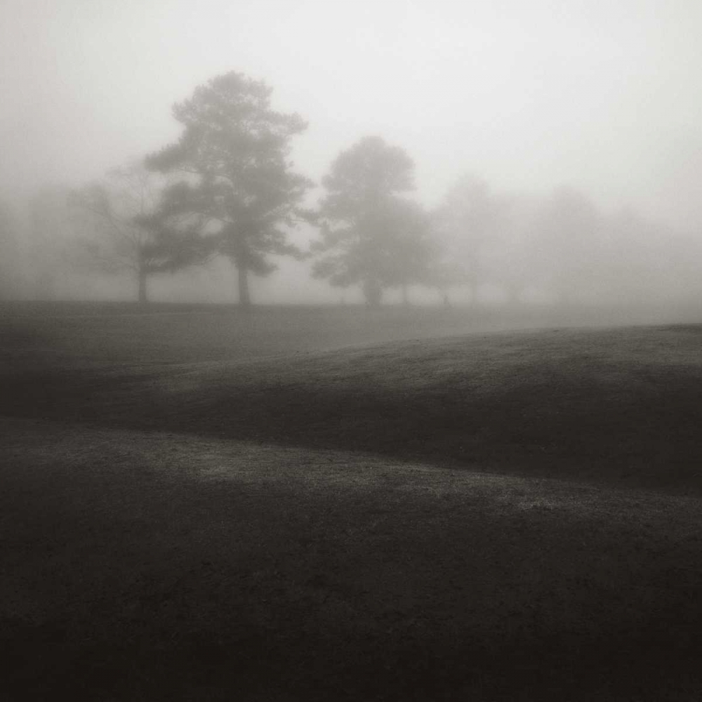 Fog Tree Study II art print by Jamie Cook for $57.95 CAD