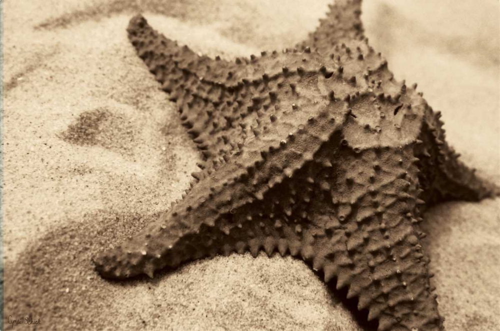 Starfish art print by Cyndi Schick for $57.95 CAD