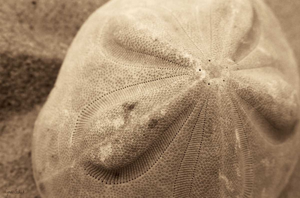 Sand Dollar art print by Cyndi Schick for $57.95 CAD