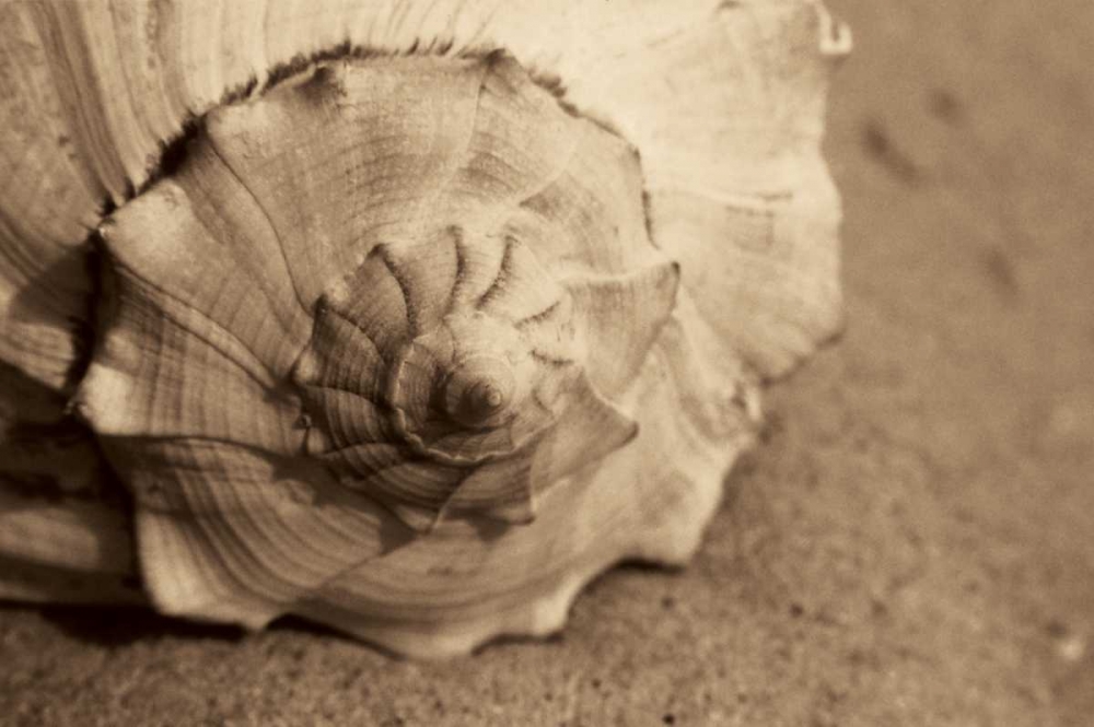 Conch art print by Cyndi Schick for $57.95 CAD