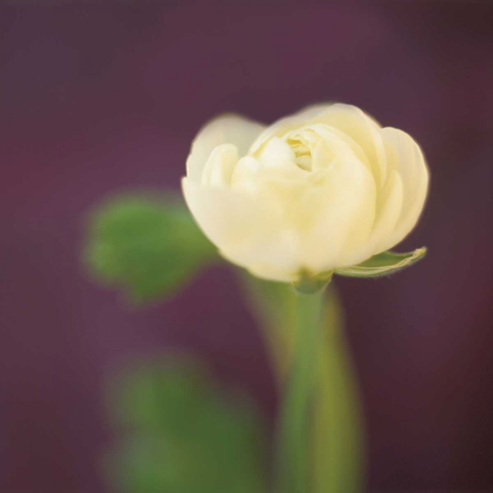 Ivory on Aubergine art print by Jane-Ann Butler for $57.95 CAD