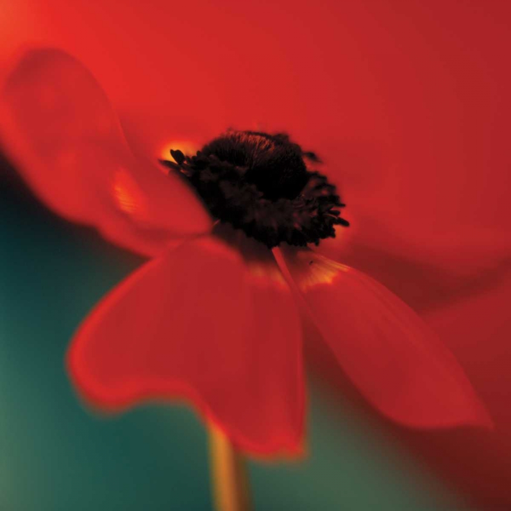 Red on Turquoise art print by Jane-Ann Butler for $57.95 CAD