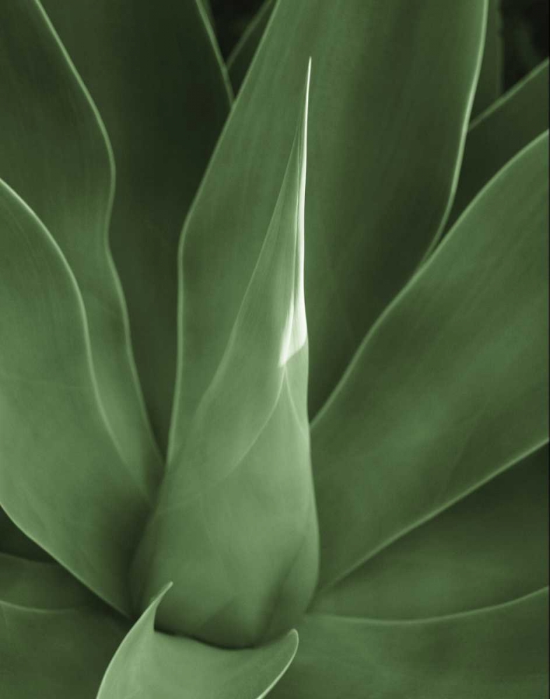 Tropica III art print by Jeff/Boyce Maihara/Watt for $57.95 CAD